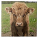 Recherche de veaux carreaux Animal