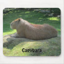 Recherche de capybara tapis souris Sauvage