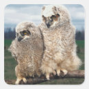 Recherche de chasse oiseau autocollants Faune