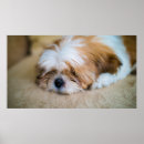 Suche nach shih tzu poster Portrait