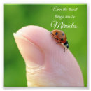 Suche nach rote wanze poster Natur