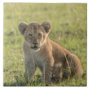 Suche nach lion fliesen Natur