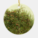 Suche nach apfelbaum ornamente Äpfel