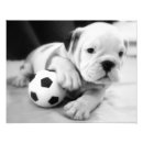Recherche de bouledogue anglais posters Mignon