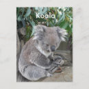 Suche nach koala foto postkarten Australien