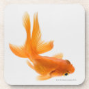 Suche nach goldfisch untersetzer Schwimmen