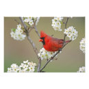 Recherche de oiseau chanteur posters Animal