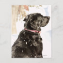 Recherche de chien neige cartes postales Vertical