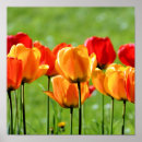 Recherche de tulipe rouge posters Anniversaire