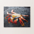 Recherche de crabe puzzles Coloré