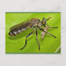 Suche nach robbe poster Makro