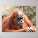 Recherche de orangutan posters Orangs outans