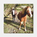 Suche nach ponys magnete Niedlich
