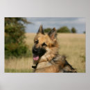 Recherche de langue allemande posters Chien