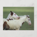 Recherche de poulain cartes postales Lingerie de bob