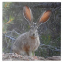 Suche nach wilder hase fliesen Wild lebende tiere