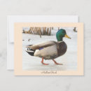 Recherche de salutation de canard Oiseaux