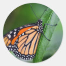 Recherche de monarchs autocollants Insecte