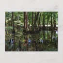 Recherche de cypress tree cartes postales Nature