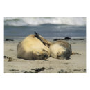 Recherche de otarie posters Lion de mer