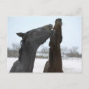 Suche nach zwei pferde postkarten Natur