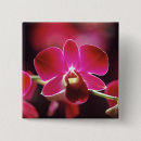Suche nach rosa orchideen buttons Natur