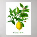 Suche nach vintage botanische illustration poster Zitrusfrüchte