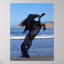 Recherche de friesian posters Black