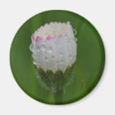 Suche nach floh magnete Blume