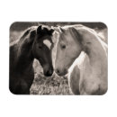 Recherche de blanche noire magnets Animaux