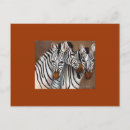Suche nach zebras postkarten Wildtiere