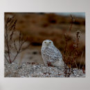 Suche nach schneeeulen poster Greifvögel