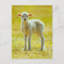 Recherche de moutons cartes postales Bétail