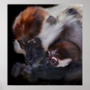 Suche nach affe liebe poster Tier