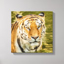 Suche nach tiger leinwandbilder Tier