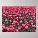 Suche nach blume foto poster Schwarz weiß