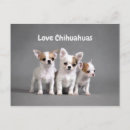Suche nach niedlicher chihuahua postkarten Rasse