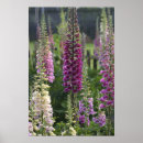 Recherche de fleurs de digitale posters Violet