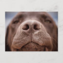 Suche nach schokoladen labrador postkarten Niedlich