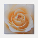 Suche nach orange rose magnete Elegant