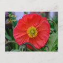 Recherche de poppy cartes postales Botanique