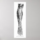 Suche nach menschlicher muskel poster Anatomie