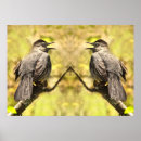 Suche nach gelbe vögel poster Grau