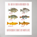 Suche nach fische poster Forelle