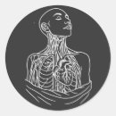 Suche nach anatomisch aufkleber Anatomie