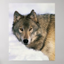 Recherche de regard de loup posters Animaux