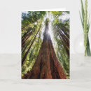 Suche nach redwood karten Baum