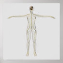 Suche nach nerves poster Anatomie