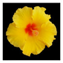 Suche nach gelber hibiskus poster Natur