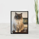 Suche nach unglaublich witzig katze karten Katzen